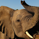 Illustration for article titled NBC Sports Guy Kills Elephant, Says If You Dont Like It Youre Hitler